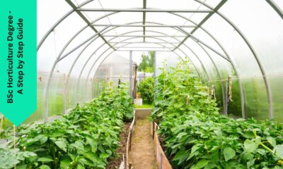 BSc Horticulture Degree - A Step by Step Guide