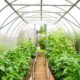 BSc Horticulture Degree - A Step by Step Guide